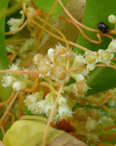 Fotografia de capa Cuscuta campestris - do Jardim Botânico