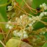 Fotografia 1 da espécie Cuscuta campestris do Jardim Botânico UTAD