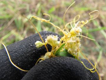 Fotografia da espécie Cuscuta campestris