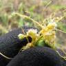 Fotografia 8 da espécie Cuscuta campestris do Jardim Botânico UTAD