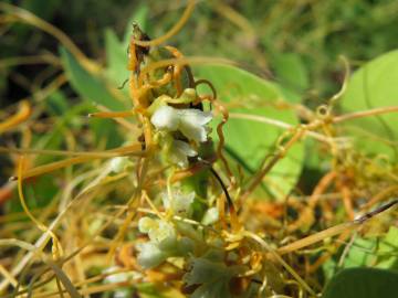 Fotografia da espécie Cuscuta campestris