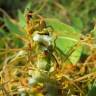 Fotografia 9 da espécie Cuscuta campestris do Jardim Botânico UTAD