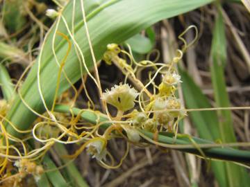 Fotografia da espécie Cuscuta campestris