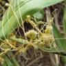 Fotografia 10 da espécie Cuscuta campestris do Jardim Botânico UTAD