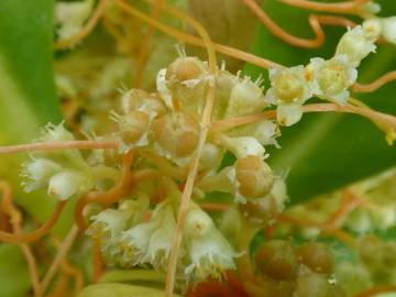 Fotografia da espécie Cuscuta campestris