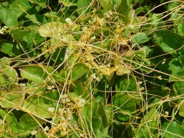 Fotografia da espécie Cuscuta campestris