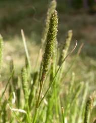 Crypsis alopecuroides