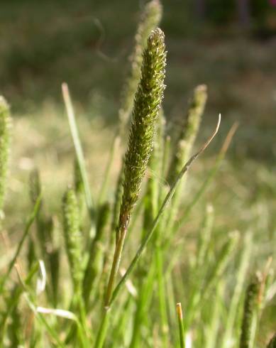 Fotografia de capa Crypsis alopecuroides - do Jardim Botânico