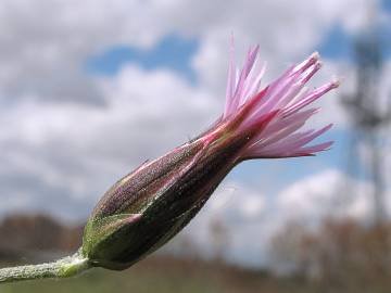 Fotografia da espécie Crupina vulgaris