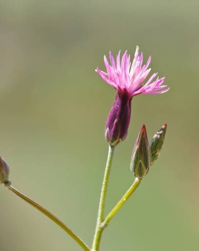 Fotografia de capa Crupina vulgaris - do Jardim Botânico