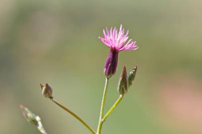 Fotografia da espécie Crupina vulgaris