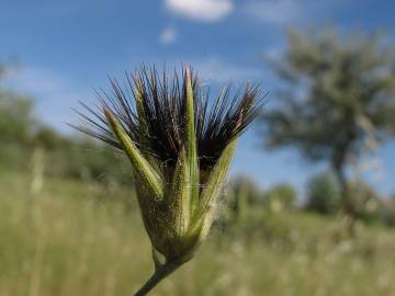 Fotografia da espécie Crupina vulgaris