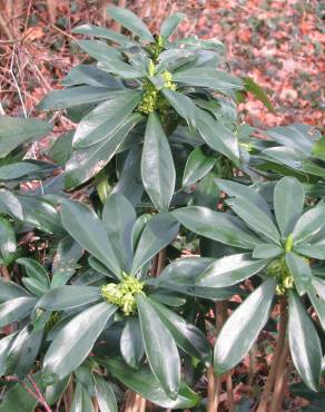 Fotografia 4 da espécie Daphne laureola no Jardim Botânico UTAD