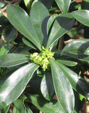 Fotografia 5 da espécie Daphne laureola no Jardim Botânico UTAD