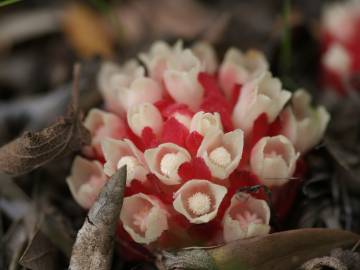 Fotografia da espécie Cytinus ruber