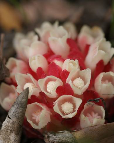 Fotografia de capa Cytinus ruber - do Jardim Botânico