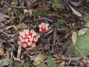 Fotografia da espécie Cytinus ruber