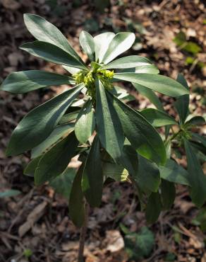 Fotografia 6 da espécie Daphne laureola no Jardim Botânico UTAD