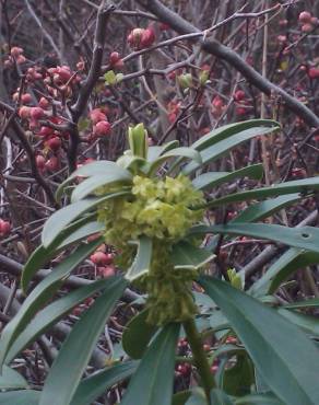 Fotografia 7 da espécie Daphne laureola no Jardim Botânico UTAD