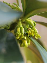 Fotografia da espécie Daphne laureola