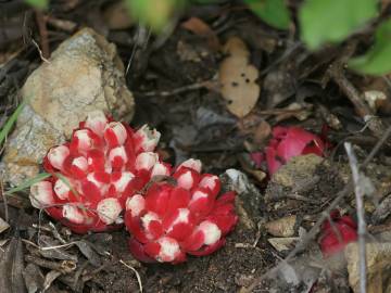 Fotografia da espécie Cytinus ruber