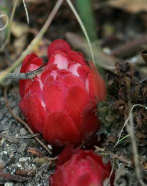 Fotografia 5 da espécie Cytinus ruber no Jardim Botânico UTAD