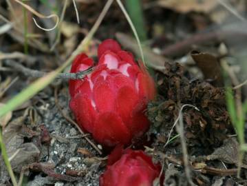 Fotografia da espécie Cytinus ruber