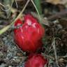 Fotografia 5 da espécie Cytinus ruber do Jardim Botânico UTAD