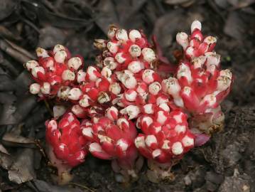 Fotografia da espécie Cytinus ruber