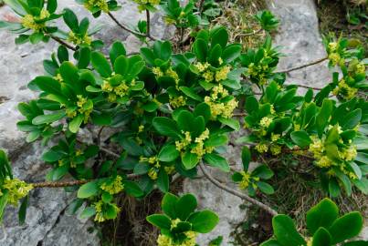 Fotografia da espécie Daphne laureola