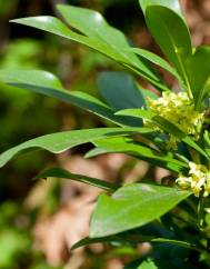 Daphne laureola