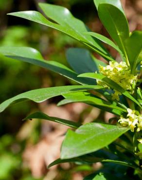 Fotografia 1 da espécie Daphne laureola no Jardim Botânico UTAD