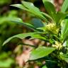 Fotografia 1 da espécie Daphne laureola do Jardim Botânico UTAD