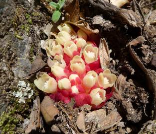 Fotografia da espécie Cytinus ruber