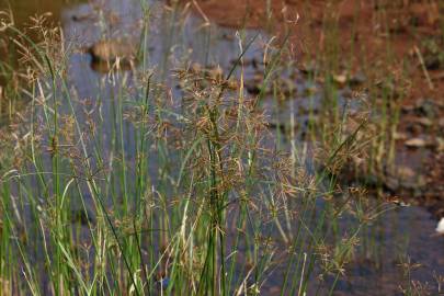 Fotografia da espécie Cyperus rotundus