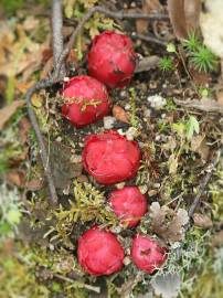 Fotografia da espécie Cytinus ruber