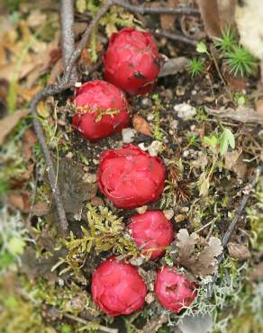 Fotografia 8 da espécie Cytinus ruber no Jardim Botânico UTAD