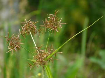 Fotografia da espécie Cyperus rotundus