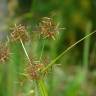 Fotografia 3 da espécie Cyperus rotundus do Jardim Botânico UTAD