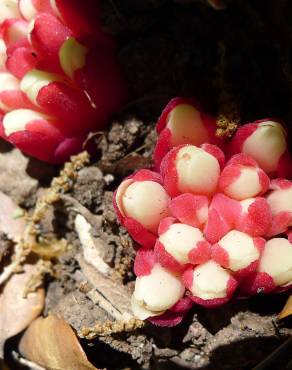 Fotografia 9 da espécie Cytinus ruber no Jardim Botânico UTAD