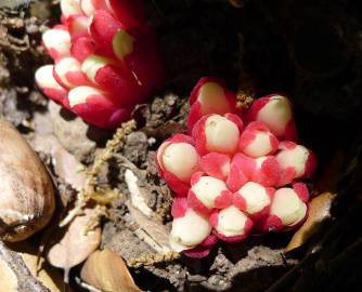 Fotografia da espécie Cytinus ruber