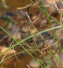 Fotografia da espécie Cyperus rotundus