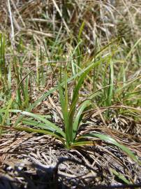 Fotografia da espécie Cyperus rotundus