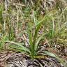 Fotografia 5 da espécie Cyperus rotundus do Jardim Botânico UTAD