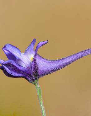 Fotografia 1 da espécie Delphinium nanum no Jardim Botânico UTAD