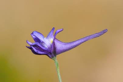 Fotografia da espécie Delphinium nanum