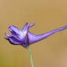 Fotografia 1 da espécie Delphinium nanum do Jardim Botânico UTAD