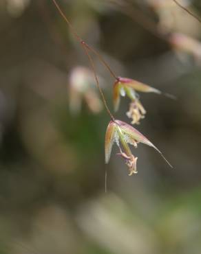 Fotografia 2 da espécie Deschampsia flexuosa no Jardim Botânico UTAD