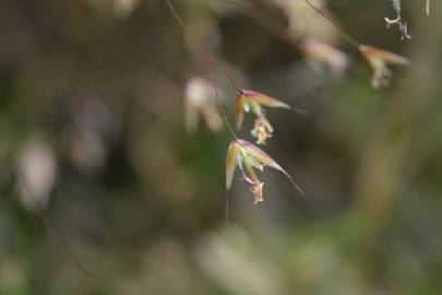 Fotografia da espécie Deschampsia flexuosa