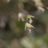 Fotografia 2 da espécie Deschampsia flexuosa do Jardim Botânico UTAD